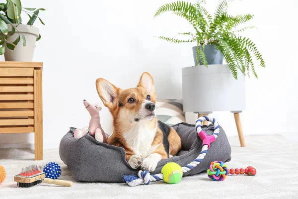 Pets Accessories